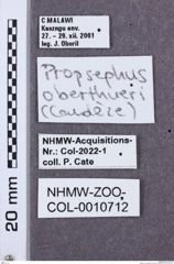 Etikette zu Propsephus oberthueri (NHMW-ZOO-COL-0010712)